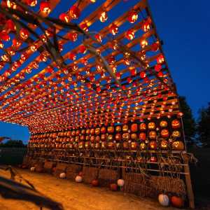 [Pumpkins After Dark. Recurring weekly on Sunday, Thursday, Friday, Saturday until October 31, 2024.]