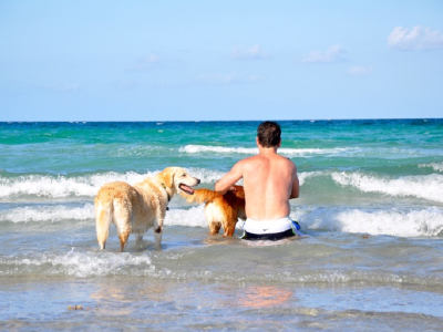 Dog Beach Hollywood Beach