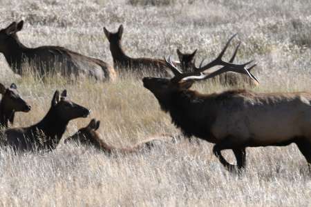 Elk in Rocky Mountain National Park