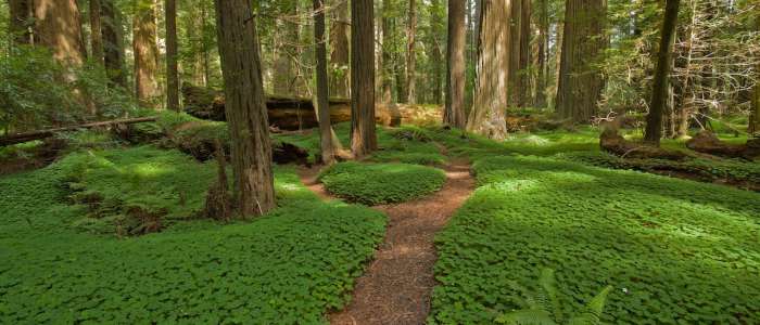 Forest Bathing