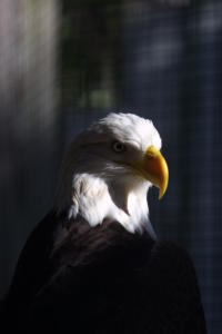 Peace River Wildlife Center Eagle