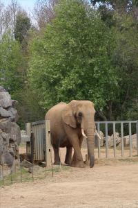 Colchester Zoo Elephant 2025