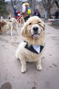 Rocky Mountain Pet Portrait of a golden retriever at goldens in golden 2025