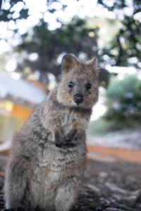 A quokka on Rottnest Island