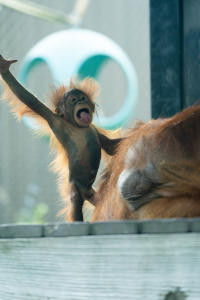 Topeka Zoo Udara