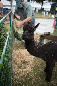 Life with Pigs Farm Animal Sanctuary