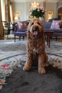 Dog at Williamsburg Inn