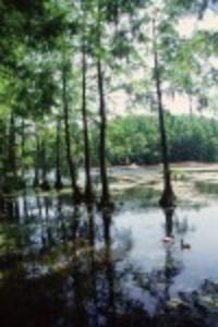 Greenfield Lake Cypress Trees