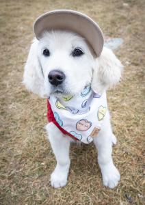 A golden retriever puppy at Goldens in Golden