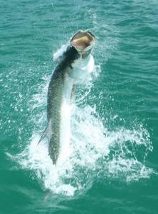 Fishing: Tarpon on the line, jumping out of the water