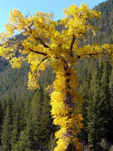 Fall Foliage | Photo credit: LES LOBLE