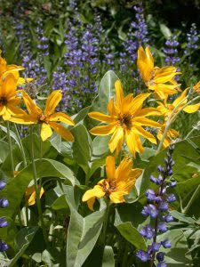 Big Sky Wildflowers | Photo: Glenniss Indreland