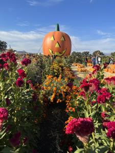 LJB Farms Pumpkin Patch