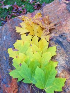 fall leaves