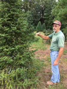 The owner showing Christmas trees growing at Northlake Christmas Tree Farm and Nursery in Benson, NC.