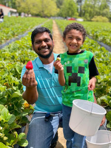 A father and son pose in a strawberry field holding up ripe strawberries at Smith's Nursery in Benson, NC.