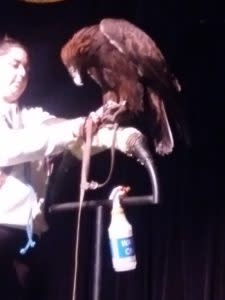 Golden Eagle at the Spring Exploration