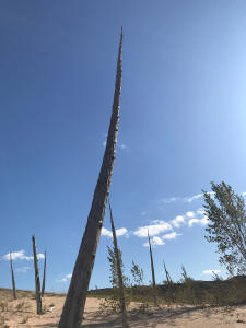 Ghost Forest at Sleeping Bear Dunes Trail