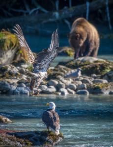 Two Eagles and a Bear walk up to the Chilkoot River
