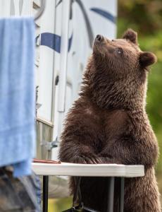 Bear at table