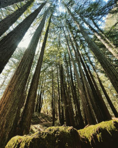 In Mount Mount Madonna County Park, tall redwood trees offer a telescoping view towards the sky from down on the ground