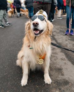 Katie And Joe On The Go 13 Goldens in Golden 2025