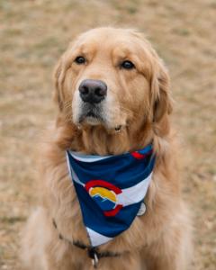 A golden retriever wearing a Colorado bandana at Goldens in Golden 2025