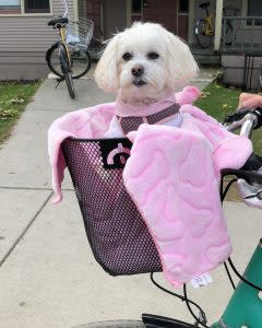 Dog in Bike Basket – Mackinac Island Tourism Bureau 