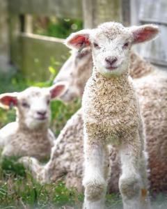 Colonial Williamsburg’s Rare Breeds Program