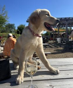 Pilgrimage Wine - Dog friendly