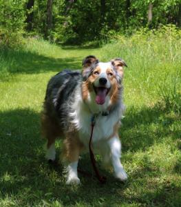 Dog | Noble County