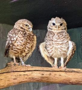 Burrowing Owls at Boonshoft