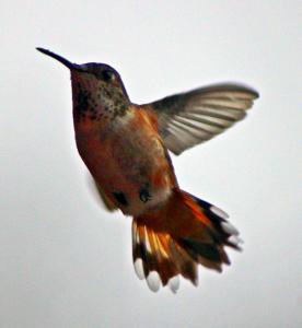 Bird- humming bird
