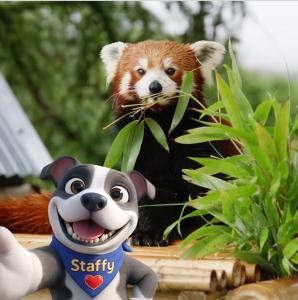 Staffy with an orange Panda