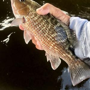 Fishing: close up of mangrove snapper fish