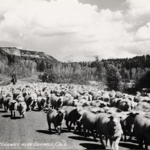 Herding Sheep on Highway 550