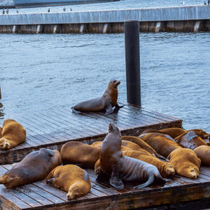 Sea Lions on Pier 39