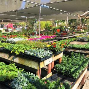 colorful plants and flowers covering flower stands in market