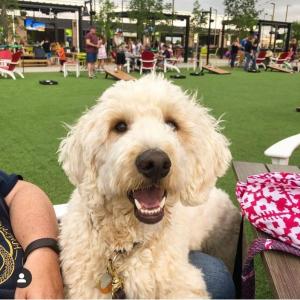 A labradoodle in front of the yard games at Chicken N Pickle