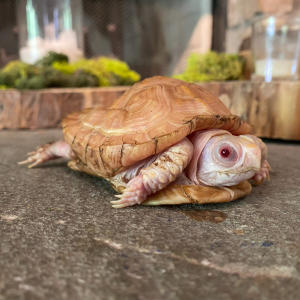 Box Turtle