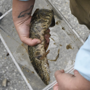 northern snakehead catch