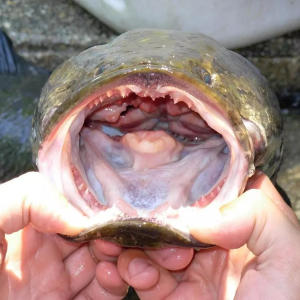 northern snakehead mouth