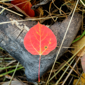 Single-Leaf