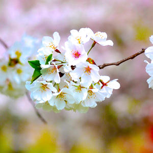 9. Cherry Blossoms