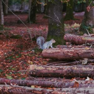 A squirrel sitting on a stack of logs in the New Forest