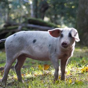 Pannage Pig in the New Forest