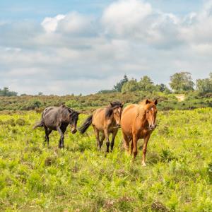 Roaming ponies in the New Forest