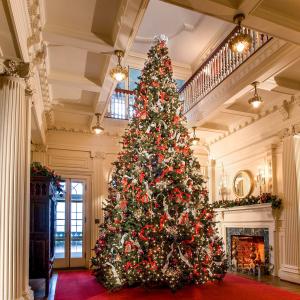 Where To Cut Your Own Christmas Tree In Newport Discover Newport Rhode Island