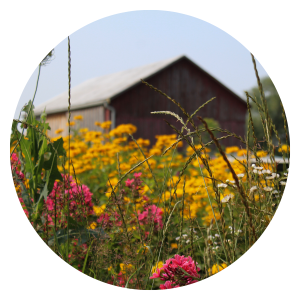Circular image of a flower farm with a barn in the distance
