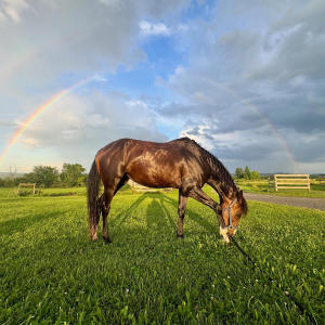 May 6 Horses